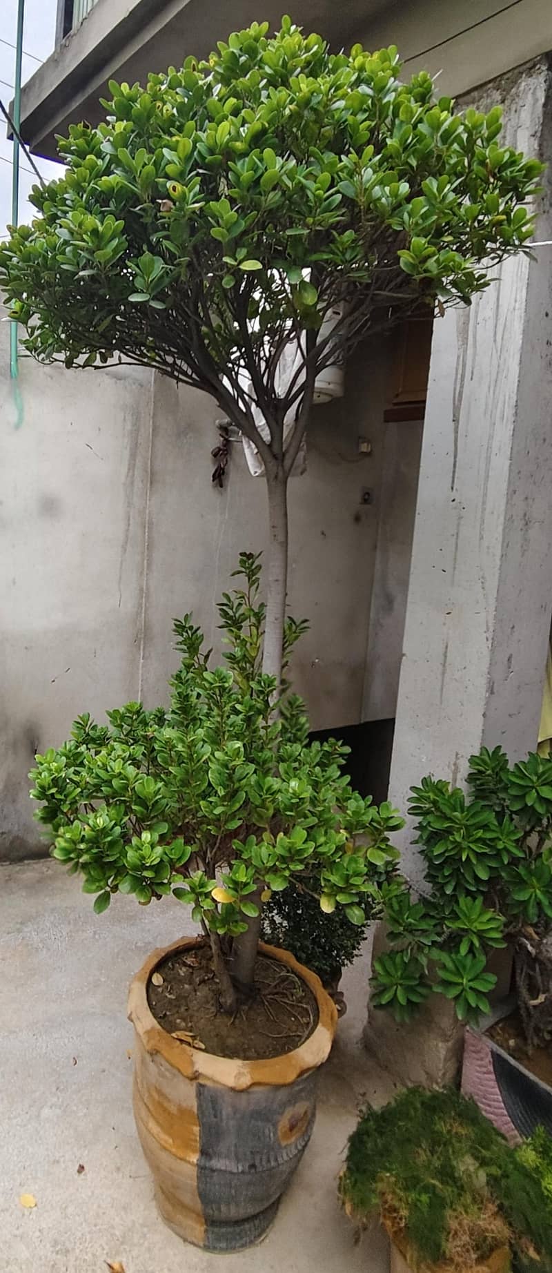 Ficus Tree 1