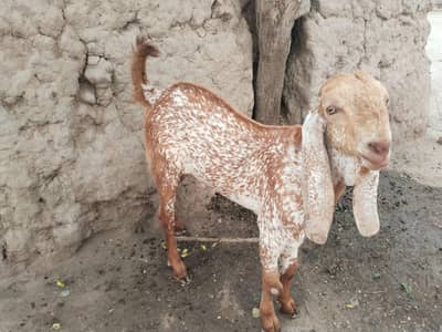 desi Bakra for Sale Call 03490704921