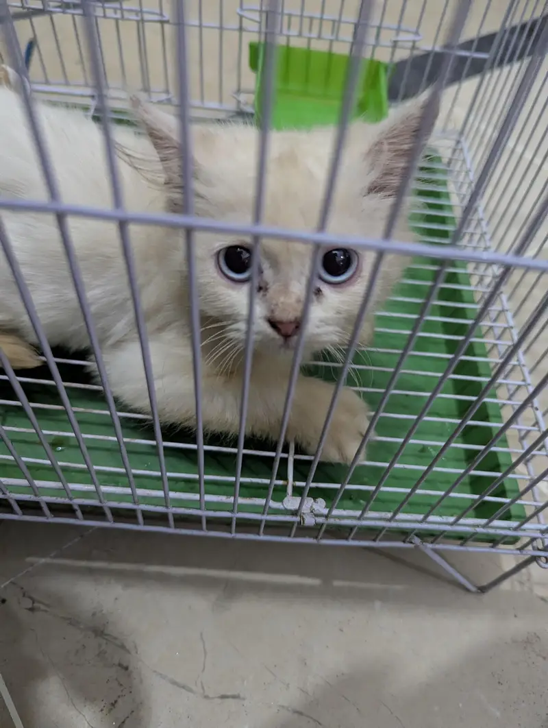 parshian cat for sale double coat he bilkul the he