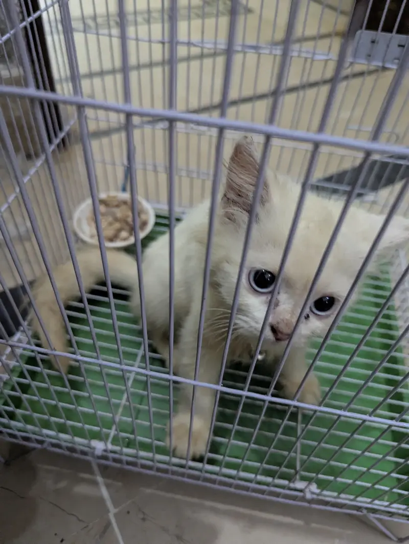 parshian cat for sale double coat he bilkul the he — photo 2