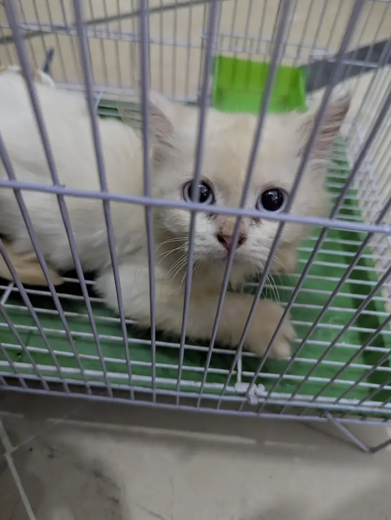 parshian cat for sale double coat he bilkul the he — photo 3