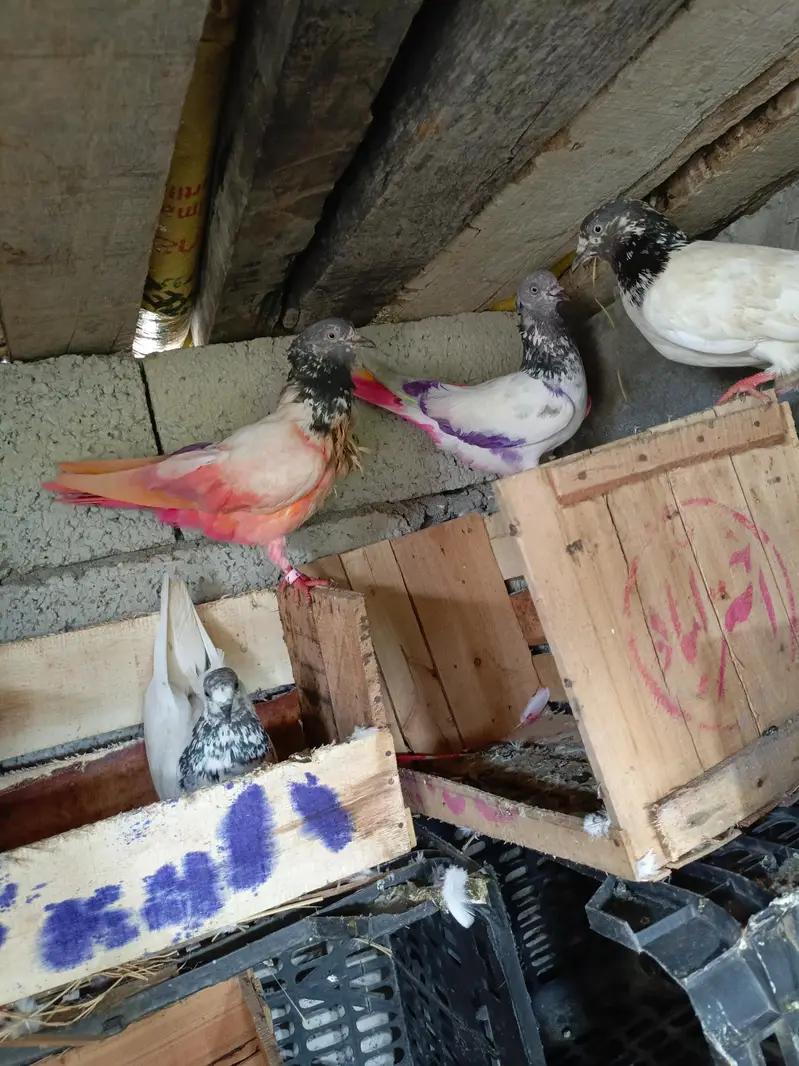 pigeon. for sell