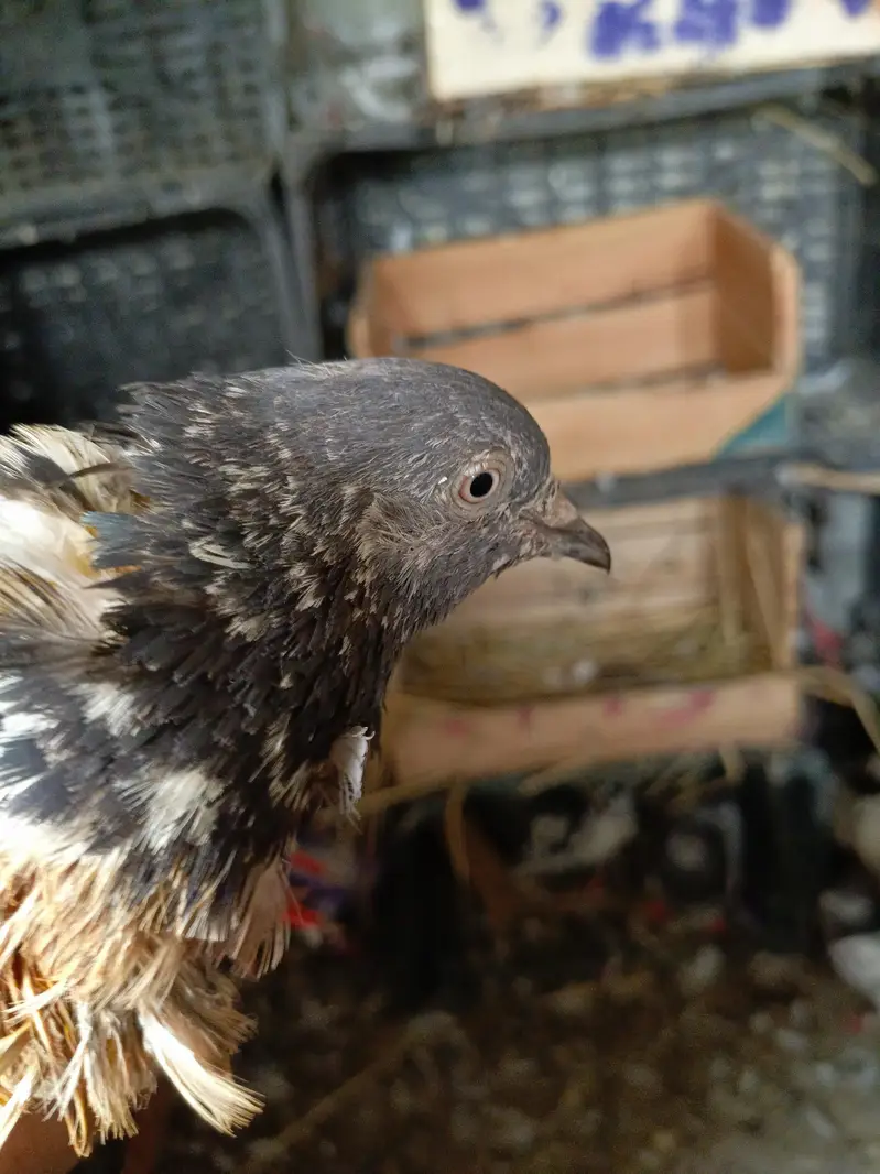 pigeon. for sell — photo 2