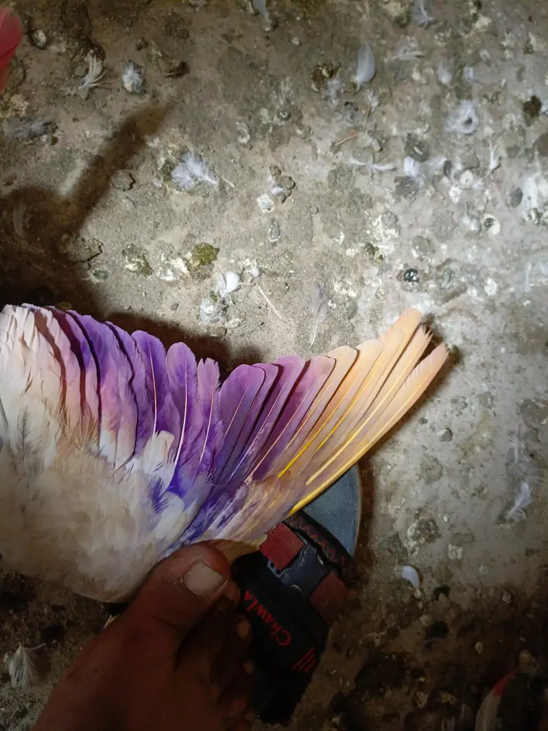 pigeon. for sell — photo 3