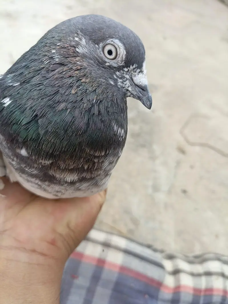 pigeon. for sell — photo 4