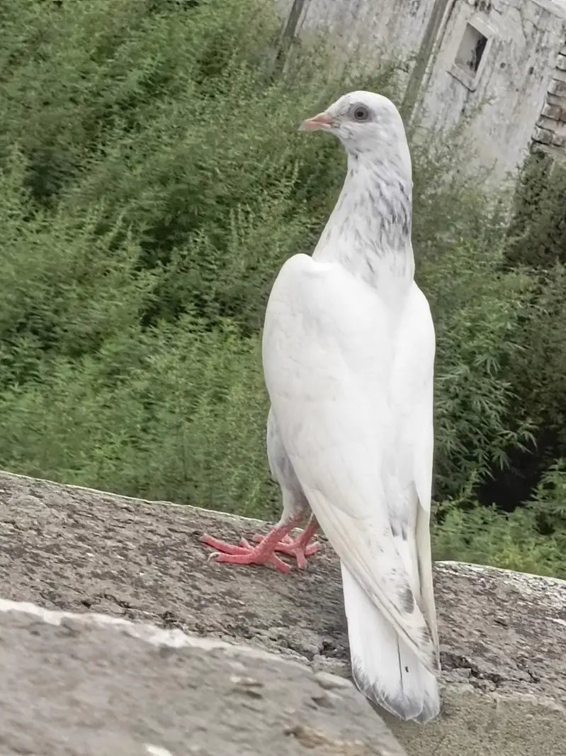 pigeon. for sell — photo 5