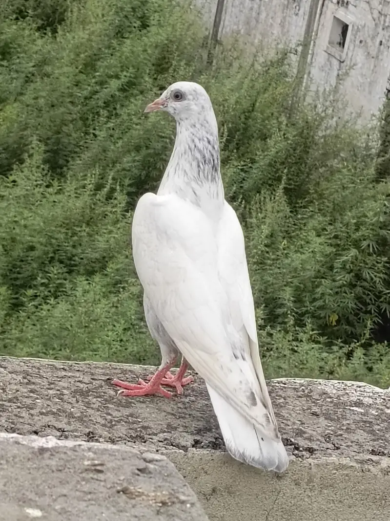 pigeon. for sell — photo 6