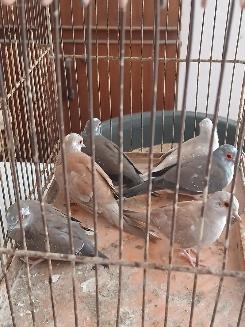 For sale