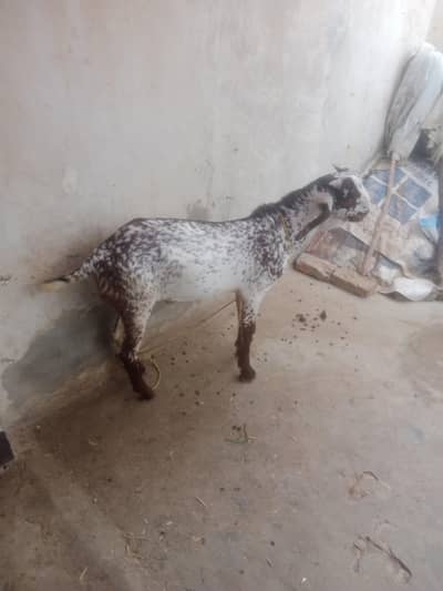 makhi chana
