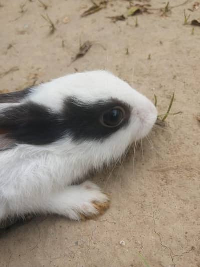 rabbit for sale