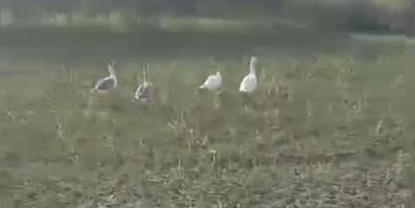 Ducks