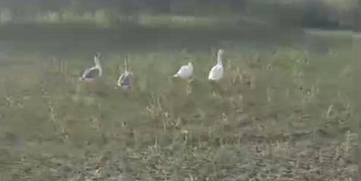 Ducks 0