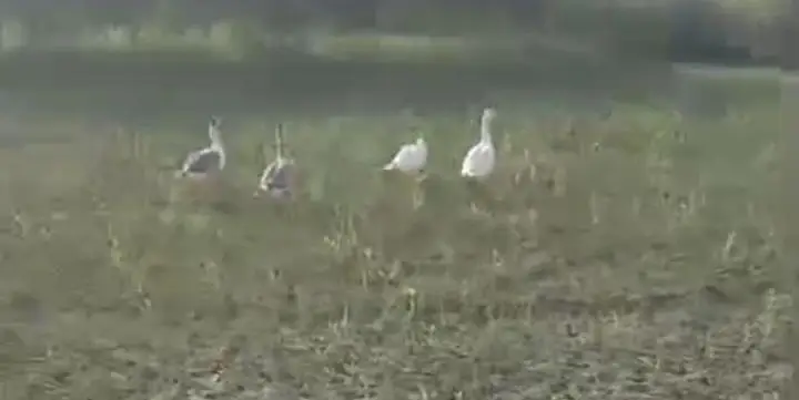 Ducks