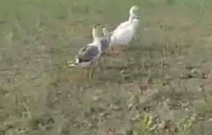 Ducks 1