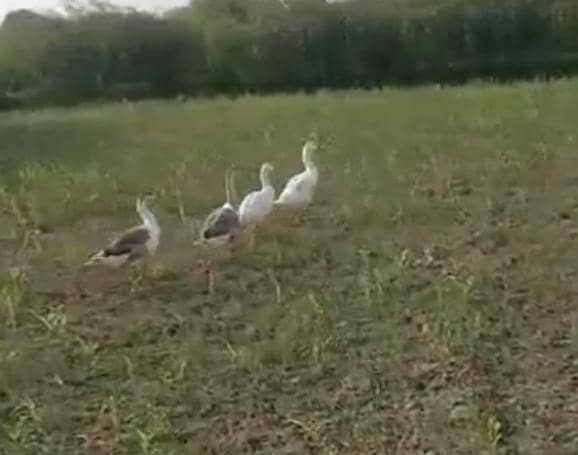Ducks 2