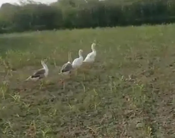 Ducks — photo 3
