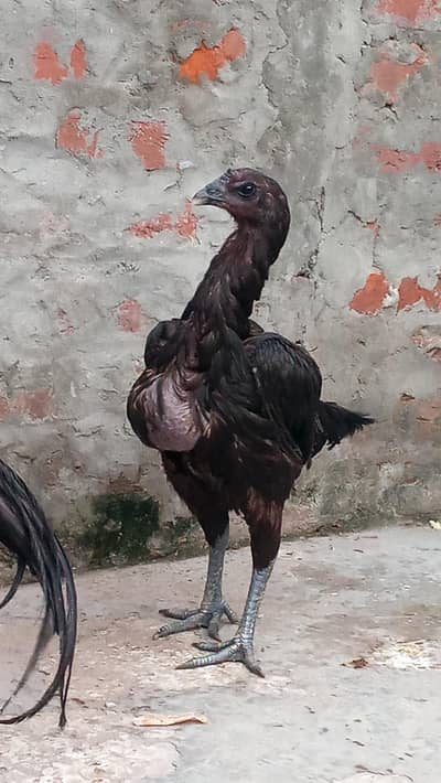 Dragon  Aseel pair healthy active eggs laying