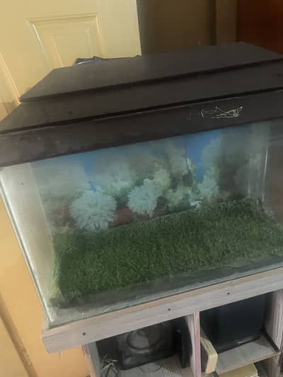 Fish aquarium