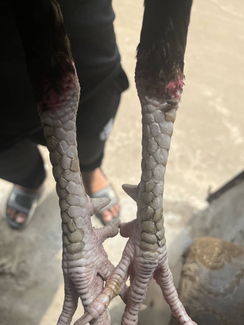 Pakistani patha 1