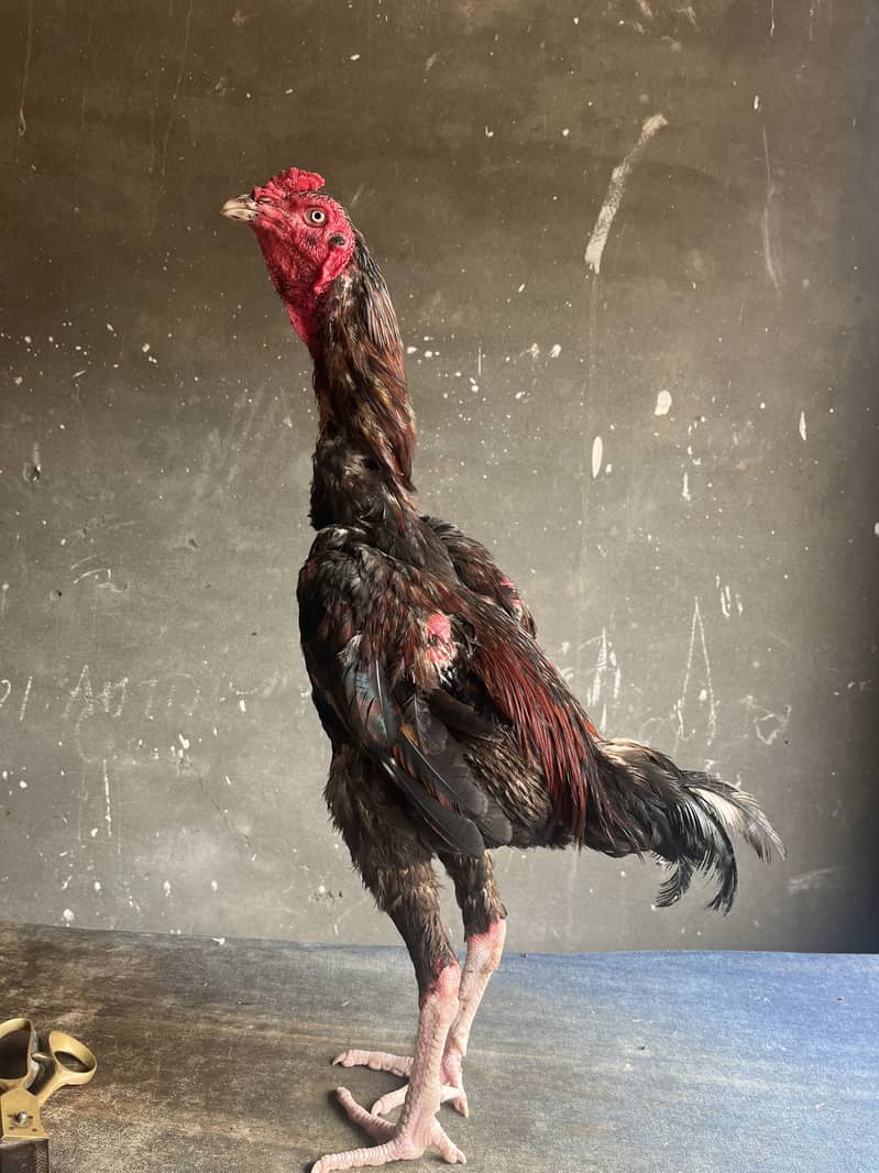 Pakistani patha 2
