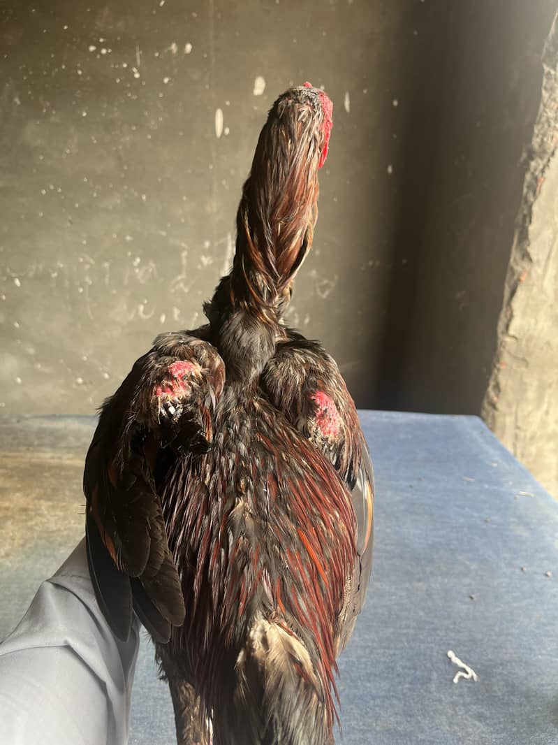 Pakistani patha 5