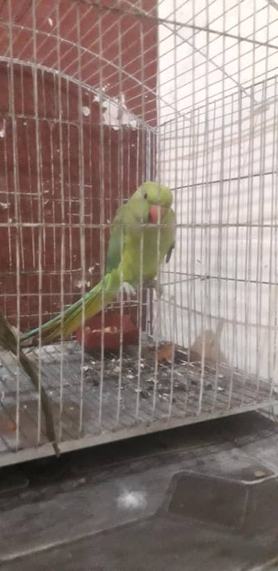 female parrot