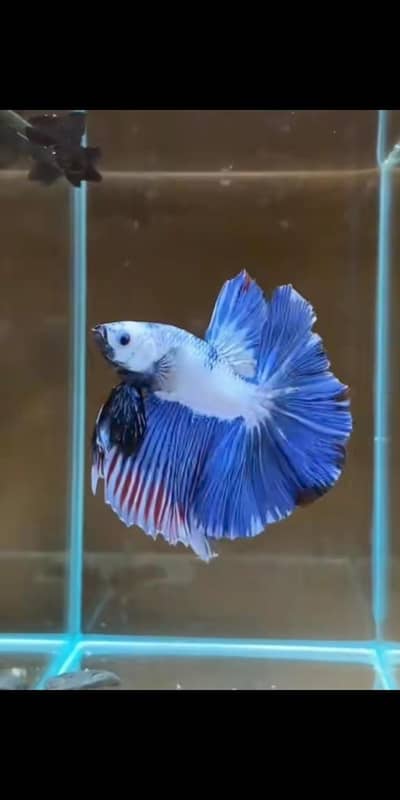 Betta fish healthy and active 03268301979