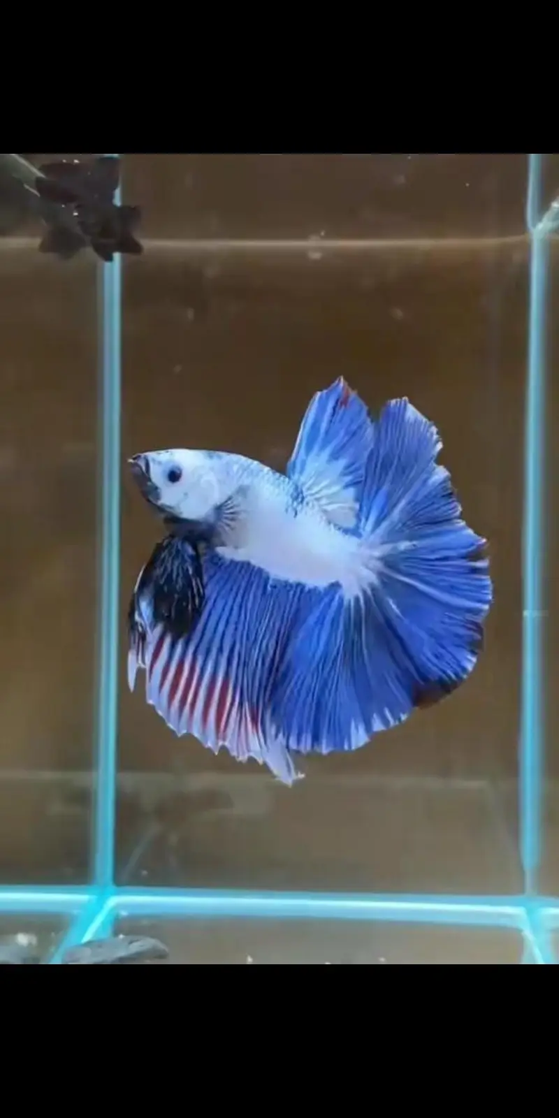 Betta fish healthy and active 03268301979