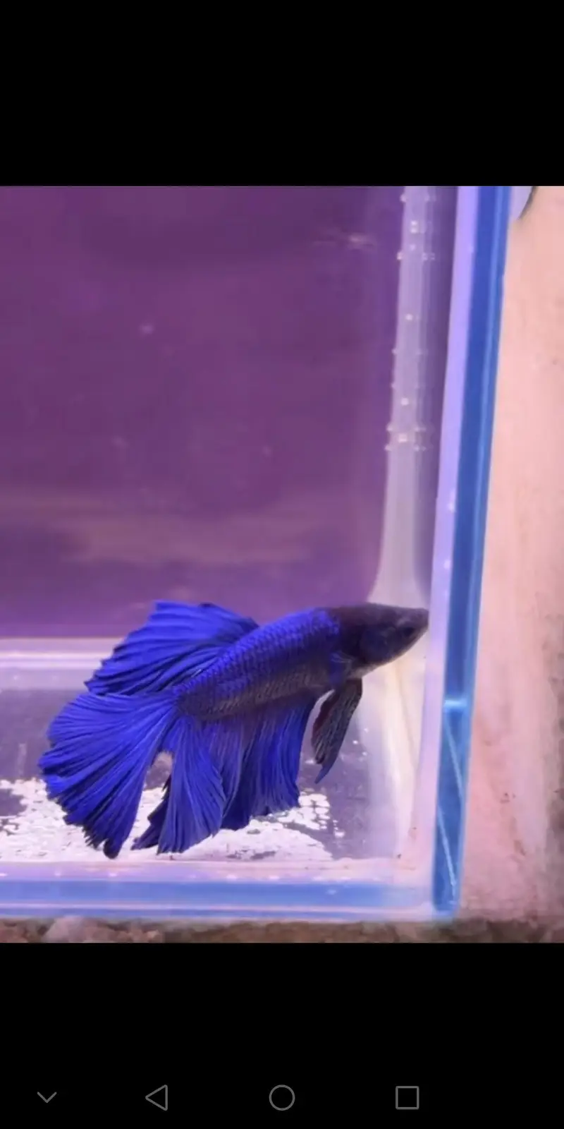 Betta fish healthy and active 03268301979 — photo 2