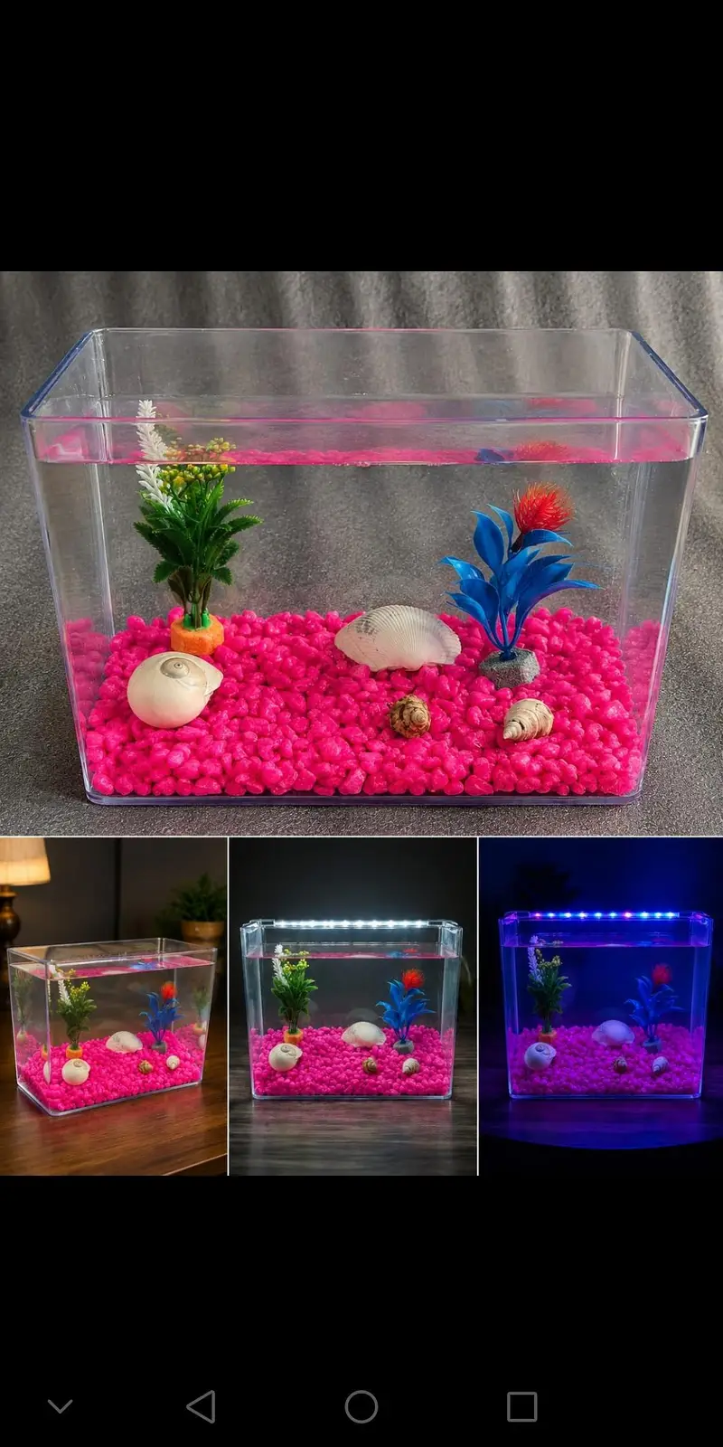 Betta fish healthy and active 03268301979 — photo 3