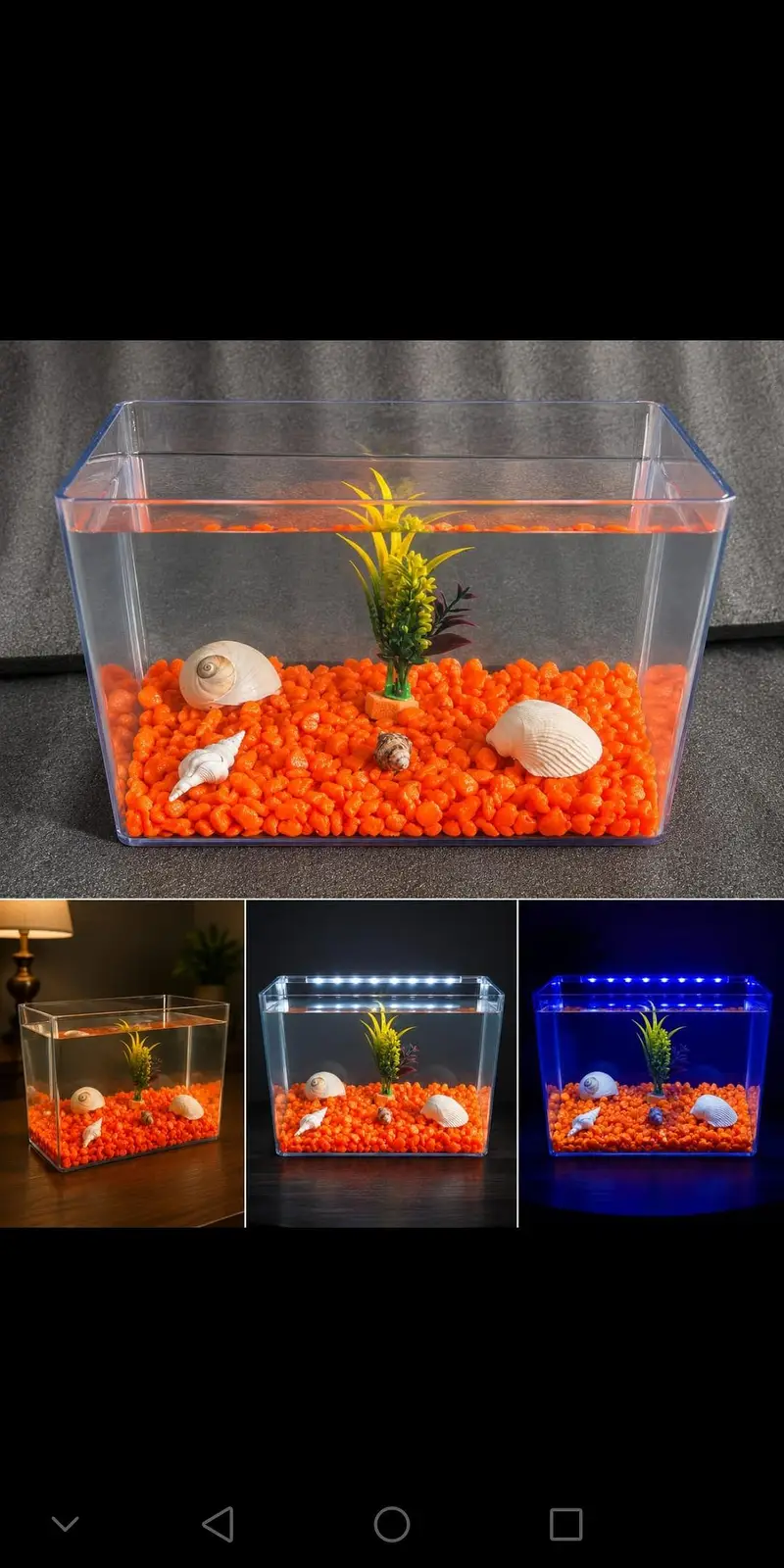 Betta fish healthy and active 03268301979 — photo 4
