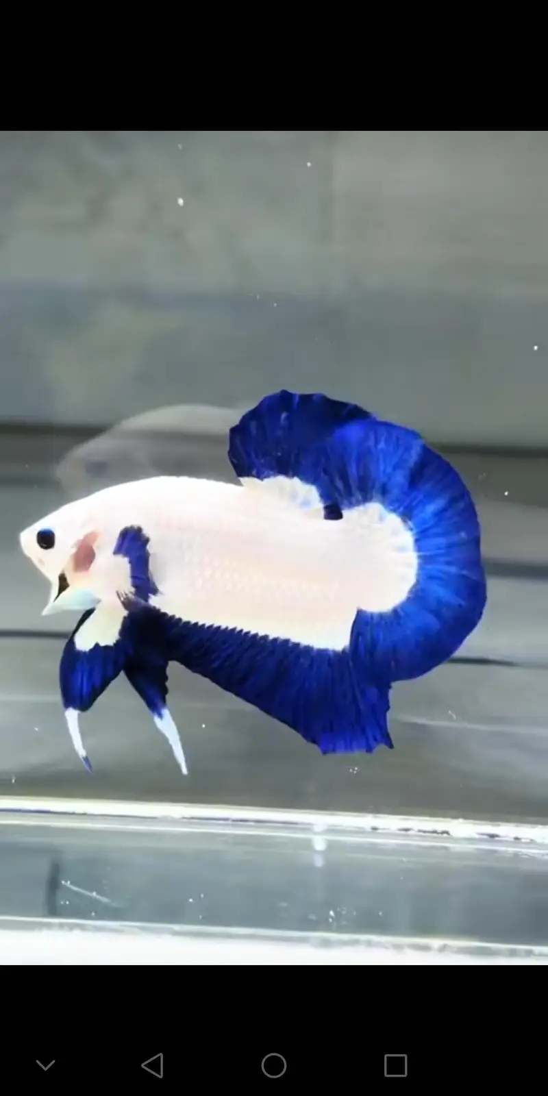 Betta fish healthy and active 03268301979 — photo 5