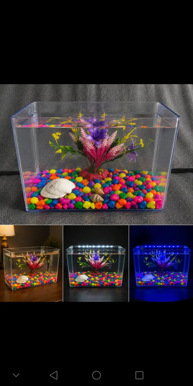 Betta fish healthy and active 03268301979 — photo 6