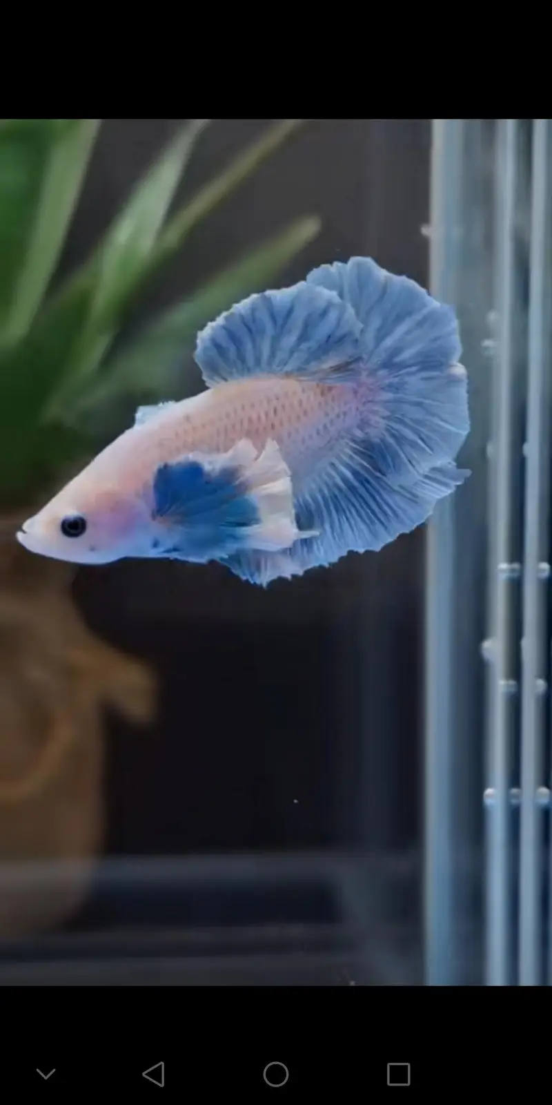 Betta fish healthy and active 03268301979 — photo 8