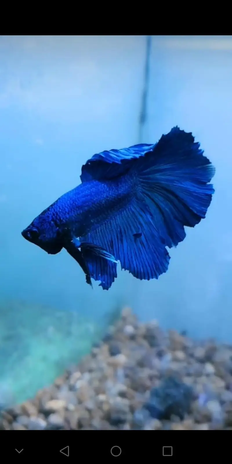Betta fish healthy and active 03268301979 — photo 9