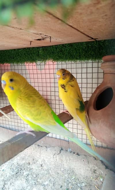 Healthy and Active Breeder Pair
