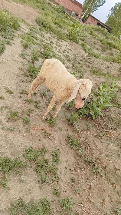 Kajli Sheep Ghr ke pali hoi h