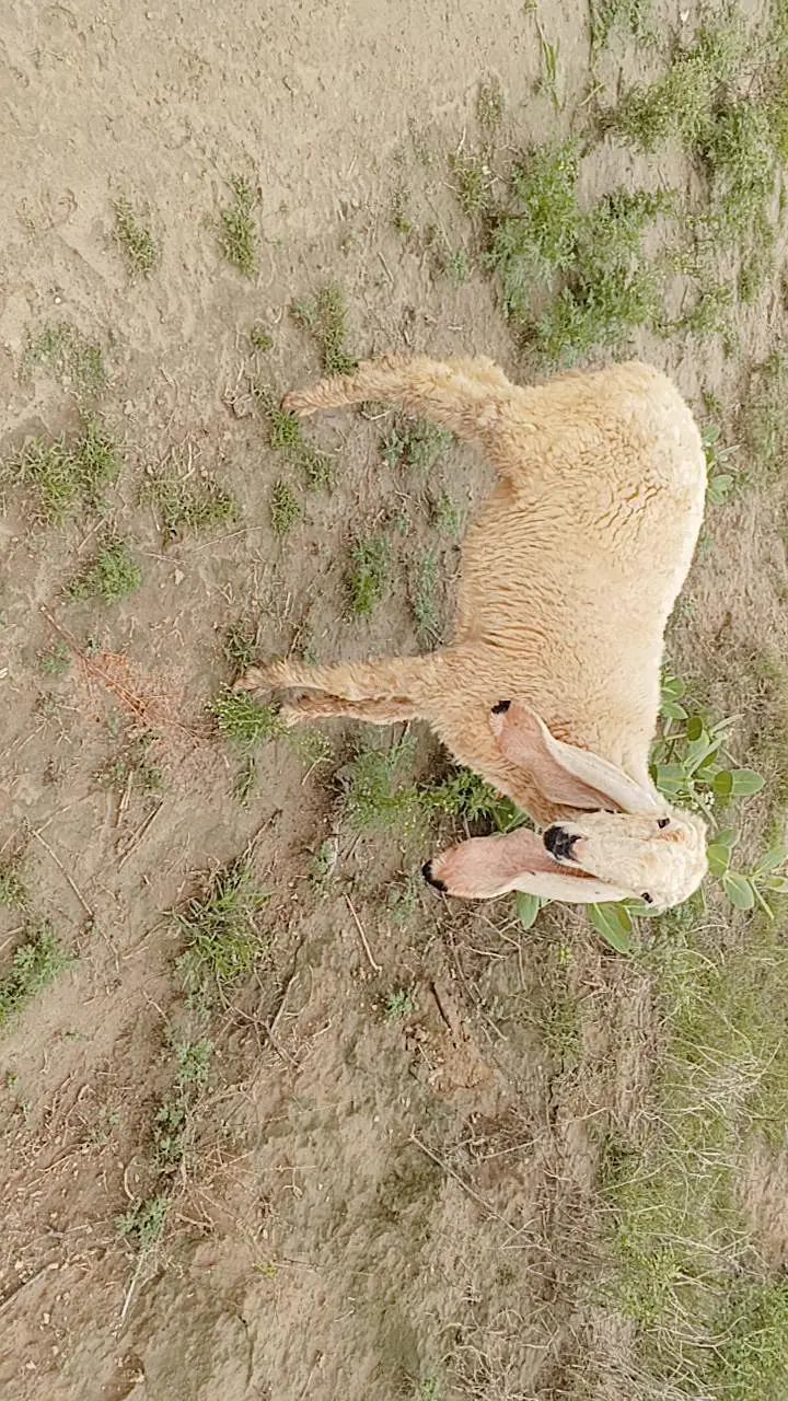 Kajli Sheep Ghr ke pali hoi h — photo 2