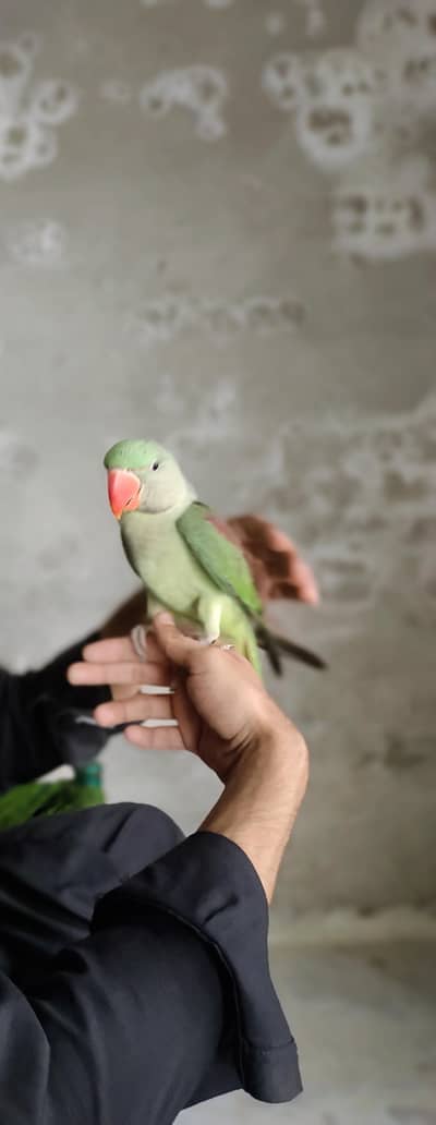 female for sale