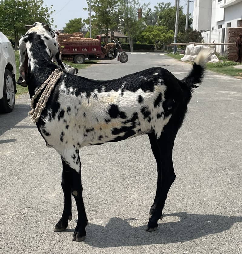 beetle 2 daant path bakri 1
