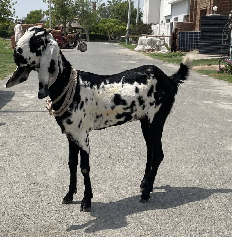 beetle 2 daant path bakri 2