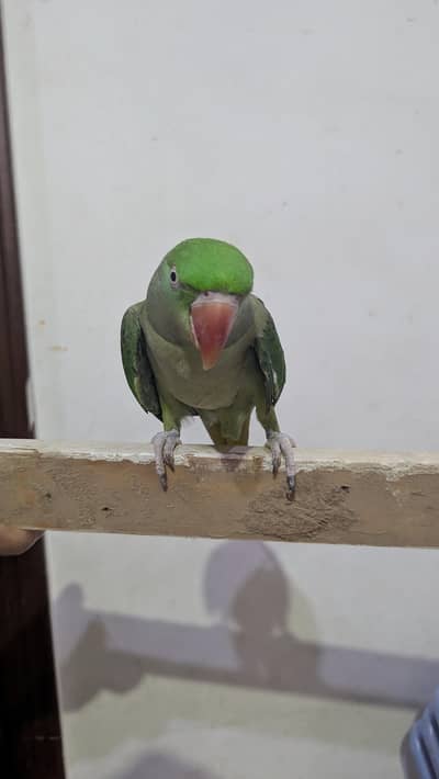 Female Raw parrot