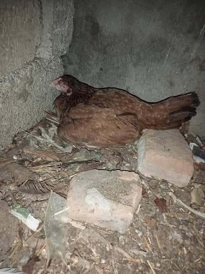 Aseel mianwali