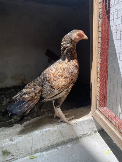 Pure Mianwali breeder murge