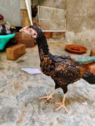 Aseel Mianwali Female 3.5 Month | Ranikhet/ND Vaccinated | Healthy
