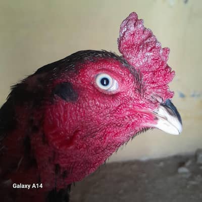 high quality mianwali aseel murga available for sale