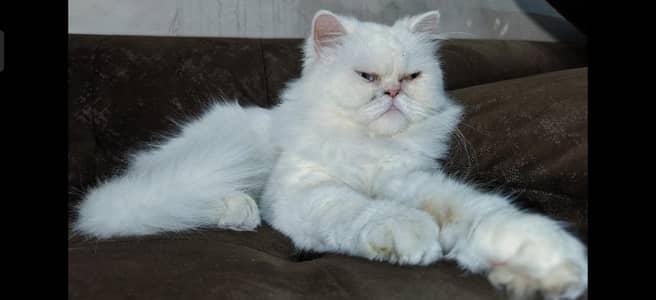 Rag Doll