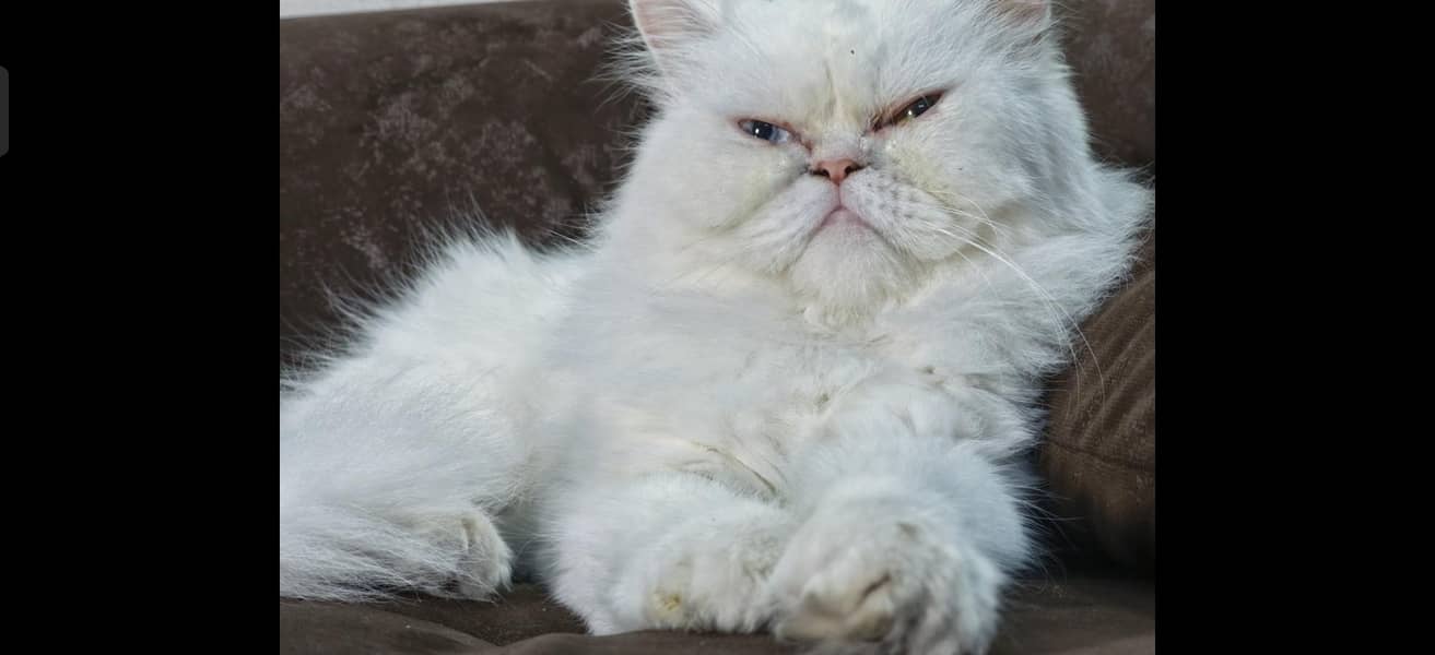 Rag Doll 1