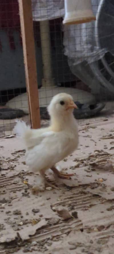bantam chicks/polish chicks/flapper chicks/silver Sebright /aseel