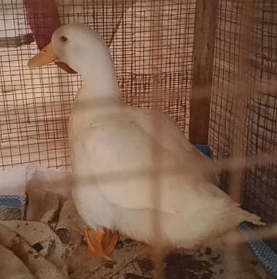American peekan duck